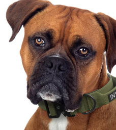 Dog Training Collar